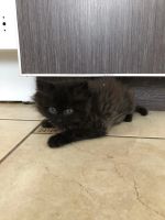 Лот: 16709046. Фото: 2. Котята newborn. Животные и уход