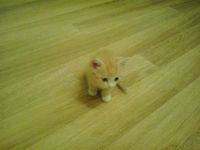 Лот: 4504828. Фото: 3. Отдам котенка. Растения и животные