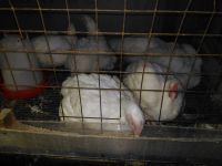 Лот: 7878571. Фото: 2. Домашний бройлер. Продукты