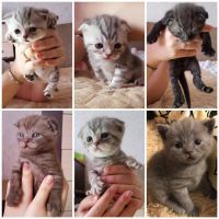 Лот: 10178139. Фото: 4. Шотландская кошка Буся. Красноярск