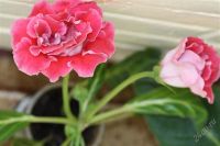 Лот: 2879081. Фото: 3. Глоксиния 19 (цветет). Растения и животные