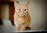 Лот: 2366518. Фото: 2. Золотая кошечка ищет хозяев. Животные и уход
