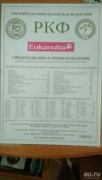Лот: 9952434. Фото: 2. Лабрадор ищет новых хозяев. Животные и уход