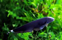 Лот: 16433156. Фото: 2. Черный нож (Apteronotus albifrons... Аквариумистика