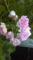 Лот: 10848493. Фото: 4. Пеларгония из группы Ivy-гибриды... Красноярск