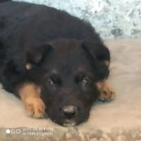 Лот: 24846596. Фото: 4. Щенки немецкой овчарки. Красноярск