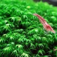 Лот: 16761098. Фото: 4. Мох Феникс мини (Fissidens Mini... Красноярск