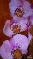 Лот: 9207544. Фото: 2. орхидея Фаленопсис (Phalaenopsis... Комнатные растения и уход