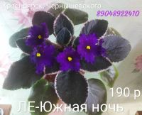 Лот: 18149098. Фото: 2. Фиалка ЯН-Паша - лист или цветущая... Комнатные растения и уход
