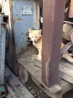 Лот: 4317918. Фото: 5. Котята в дар