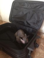 Лот: 7586560. Фото: 6. Большой чемодан ищет хозяев!