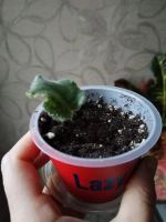 Лот: 25896303. Фото: 4. Лист фиалки укорененный сорт Шато... Красноярск