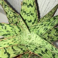 Лот: 16681994. Фото: 2. Алоэ «Snow Flake». Комнатные растения и уход