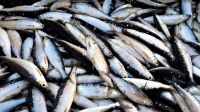 Лот: 24299504. Фото: 2. Рыба тугун тугунок малосольный... Продукты