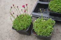 Лот: 9753863. Фото: 2. Камнеломка Арендса (Saxifraga... Семена, рассада, садовые растения