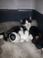 Лот: 3676333. Фото: 4. Котенок Феликс ищет хозяев. Красноярск