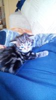 Лот: 9882581. Фото: 2. Котята курилиского бобтейла. Животные и уход