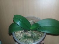 Лот: 16364455. Фото: 2. Орхидея фаленопсис (детка). Комнатные растения и уход