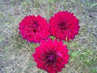 Лот: 7516355. Фото: 4. Георгины. Красноярск