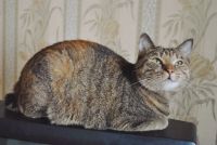 Лот: 6939009. Фото: 4. Полосатая кошечка с коротким хвостиком. Красноярск