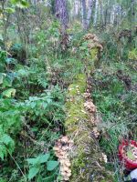 Лот: 18113412. Фото: 3. Опята свежесобранные. Красноярск