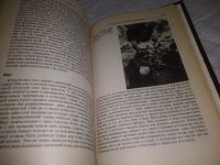 Лот: 19871363. Фото: 5. Красота и мозг. Биологические...