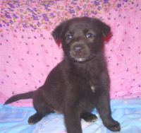 Лот: 1941876. Фото: 3. самые лучшие щенки ищут самых... Растения и животные