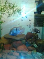 Лот: 6749375. Фото: 3. Молодь седжики 5шт. Растения и животные