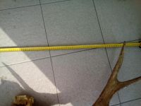 Лот: 11362589. Фото: 2. Рога лося. Охота