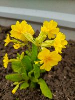 Лот: 15238930. Фото: 2. Примула. Семена, рассада, садовые растения