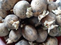 Лот: 13683966. Фото: 2. Картофель семенной Гала, пророщен... Продукты