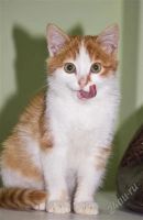 Лот: 2185133. Фото: 2. Рыженький котенок!. Животные и уход