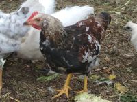 Лот: 10213451. Фото: 3. петух пёстрый. Растения и животные