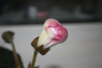 Лот: 4236807. Фото: 3. Глоксиния красно-белая махровая... Растения и животные