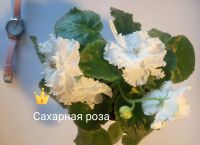 Лот: 16859079. Фото: 16. Фиалка сортовая ЛЕ Карусель, Коричная...
