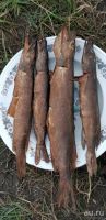 Лот: 13304516. Фото: 6. Продам дачу участок ижс с.Шила