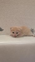 Лот: 8045903. Фото: 3. персиковый котенок. Растения и животные