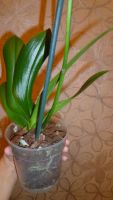 Лот: 6403870. Фото: 7. орхидея фаленопсис (пелоричная...