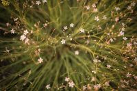 Лот: 3475334. Фото: 7. Canon EF 50mm f/1.4 USM + бленда