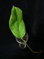 Лот: 16409901. Фото: 2. Хойя-Hoya meredithii. Комнатные растения и уход