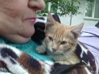 Лот: 8228464. Фото: 2. Котенок в добрые руки. Животные и уход