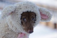 Лот: 7042217. Фото: 7. Пряжа Alize Furlana цена за 8...