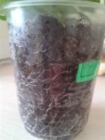 Лот: 3801693. Фото: 4. Петуния гибрид Surfinia Table... Красноярск