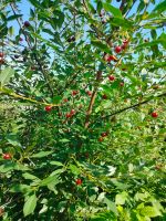 Лот: 25601354. Фото: 2. Вишня (цена за 5 литров+ доставка... Продукты