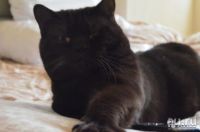 Лот: 7826097. Фото: 6. Британский котенок девочка