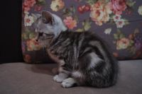 Лот: 13265059. Фото: 2. Шотландская чистокровная девочка. Животные и уход