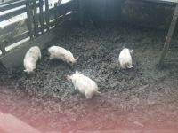 Лот: 10176601. Фото: 2. Продам борова производителя. Растения и животные