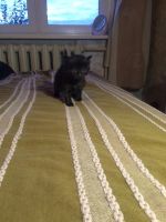 Лот: 4548776. Фото: 2. котята бесплатно! мальчики,девочки. Животные и уход