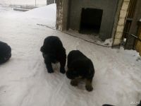 Лот: 13134478. Фото: 4. Щенки ,1 месяц 🐕. Красноярск