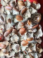 Лот: 19997043. Фото: 4. Рапаны, ракушки морские крупные... Красноярск